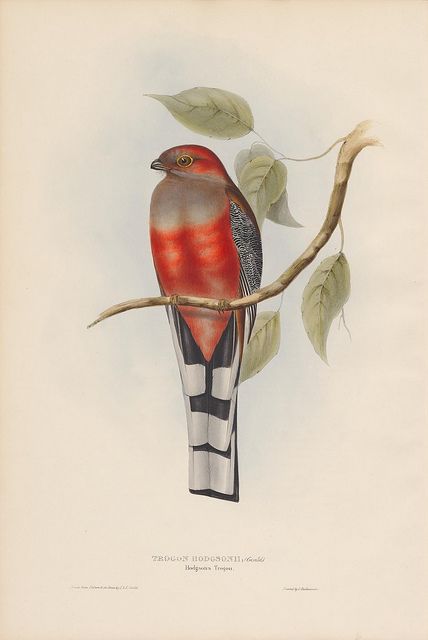 All sizes | Trogon hodgsonii (Hodgson's Trogon) | Flickr - Photo Sharing! John Gould, John James Audubon, Lithography, Vintage Birds, Flower Illustration, Birds Painting, Hand Illustration, Posters And Prints, Art Graphique