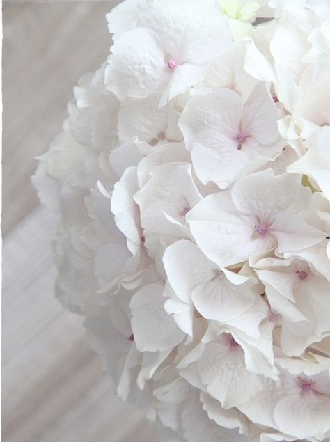 Lovely and delicate white hydrangea ... White Hortensia, Soft Flowers, Very Beautiful Flowers, Decoration Shabby, White Hydrangeas, Hydrangea Macrophylla, Macro Flower, Fruit Plants, White Hydrangea