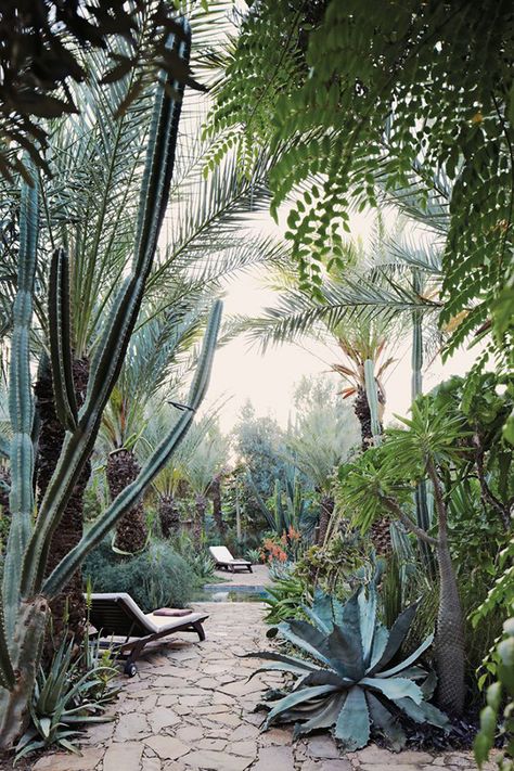 Lush desert yard with pavers. Moroccan Garden, Lots Of Plants, Desert Garden, The Secret Garden, Bohol, Cactus Garden, Tropical Garden, Succulents Garden, Cacti And Succulents