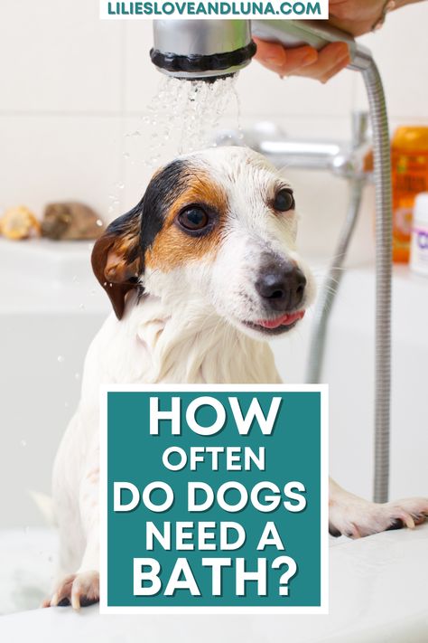 Bathing your dog is an important part of their grooming routine, but it's not always easy to know how often is enough. Here are some tips on bathing your dog that will keep them clean and happy! Dog Cleaning, Bath Time Fun, Dog Bath, Grooming Routine, Dog Care Tips, Puppy Care, Canine Companions, Dog Mom Gifts, Dog Stuff