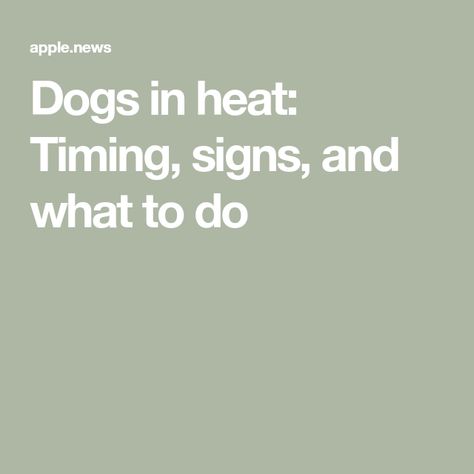 Dogs in heat: Timing, signs, and what to do Dog In Heat, Get Pregnant, Dog Signs, Business Insider, What Can I Do, Getting Pregnant, Sign I, My Dog, Heat