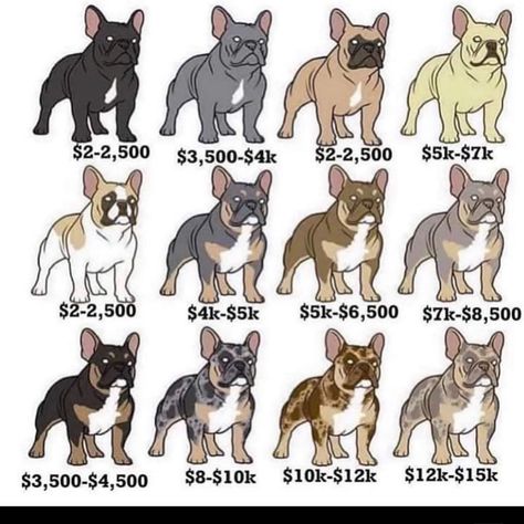 GoldenTriangleFrenchBulldogs on Instagram: “I don’t agree with the pricing scale 100% because there are other variables like DNA, Quality, Parents, Pet VS Breeding rights, etc that…” Frenchie Bulldog Puppy, French Bulldog Prices, Cutest Small Dog Breeds, French Bulldog Tattoo, French Bulldog Breed, Dog Onesies, French Bulldog Art, Bulldog Francese, Frenchie Bulldog