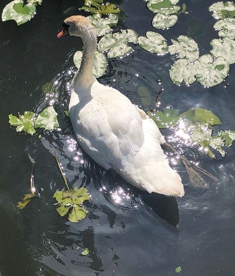 Ethereal Aesthetic, A Duck, Cottagecore Aesthetic, + Core + Aesthetic, Swan Lake, Nature Aesthetic, Green Aesthetic, 귀여운 동물, Lily Pads