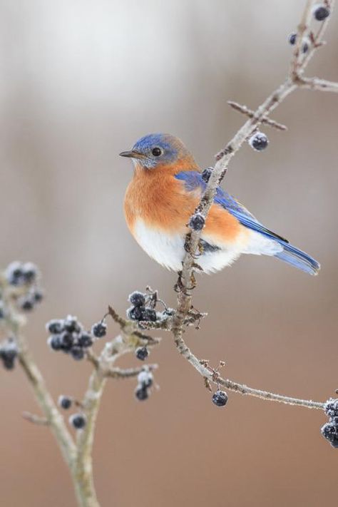 Bird Reference, Eastern Bluebird, Blue Birds, Backyard Birds, Bird Pictures, Pretty Birds, Bird Photo, Colorful Birds, Little Birds