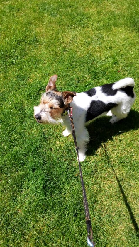 Día de viento. Paseando con Coqui, mi fox terrier. Fox Terrier, Goats, Fox, Dogs, Animals