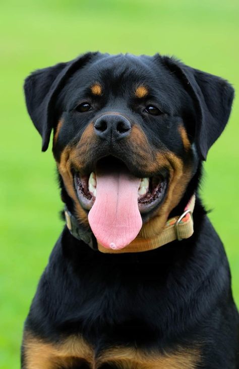 Pictures Of Rottweilers, Big Rottweiler Dogs, Angry Rottweiler, Rottweiler Full Grown, Dog Treat Toys, Rottweiler Dog Angry, Rottweiler Love, Doberman Love, Rottweiler Dog