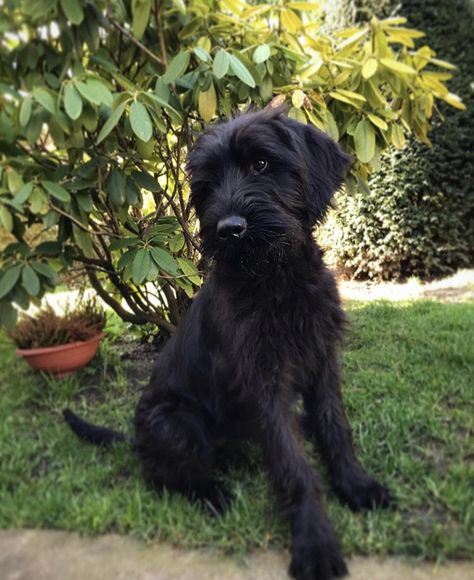 Black Standard Schnauzer, German Schnauzer, Giant Schnauzer Puppy, Black Schnauzer, Schnauzer Grooming, Standard Schnauzer, Miniature Schnauzer Puppies, Giant Schnauzer, Schnauzer Puppy