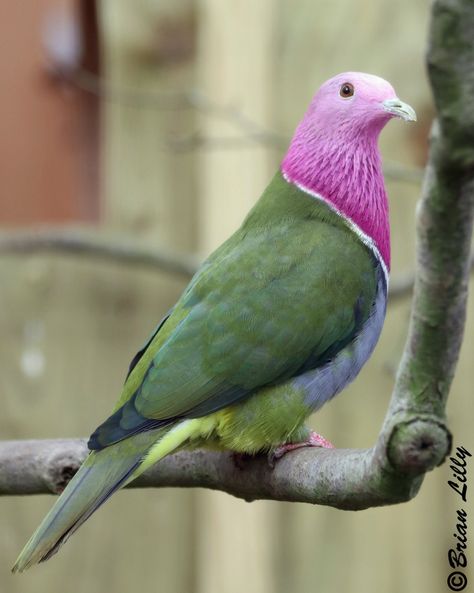 Bright colours play a role in the Pink-headed Fruit Dove's mate selection but also helps camouflage the dove. The upper canopy of their mountainous Indonesian home contains numerous colourful flowers and fruits, which means the pink head is actually a good thing Fruit Dove, Cute Pigeon, Pigeon Breeds, Dove Pigeon, Pink Birds, Pink Head, The Dove, Colourful Flowers, Bird Quilt