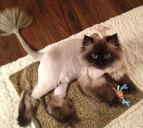 * * " Yo human! If ya die in an elevator, makes sure yoo push de UP button." Cat Lion Haircut, Lion Cut Cat, Cat Haircuts, Cat Lion Cut, Cat Grooming Styles, White Ragdoll Cat, Cat Haircut, Lion Cat, Cut Cat