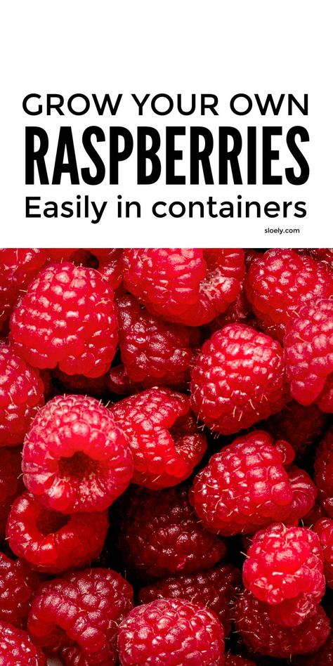 Learn how to grow raspberries easily in containers and pots as a beginner gardener. These simple tips for growing raspberries show you the best ways to grow raspberries in a small space even if you don't have fancy raised beds. You'll learn where to plant raspberries and how to trellis them for bumper grow your own raspberry harvests in your garden. #growraspberries #raspberrygrowing #growyourown #growingfruit #raspberries Best Way To Grow Raspberries, Berry Planter Ideas, Raspberries In Garden, Grow Raspberries In Containers, Raspberries In Raised Beds, Growing Berries In Raised Beds, Best Plants For Raised Beds, Raspberry Container Garden, Grow Raspberries From Seed