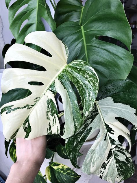 Plant Mirror, Monstera Variegata, Florida Landscaping, Plant People, Bathroom Showers, My Plant, Inside Plants, Yoga Everyday, Foliage Plants