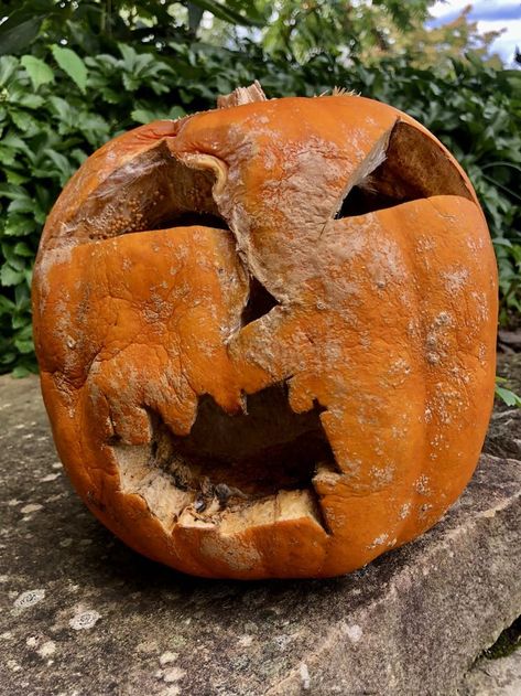 Rotting Pumpkin, Pumpkin Meaning, Sustained Investigation, Castle Crashers, Pumpkin Jack O Lantern, Light Up Pumpkins, Pumpkin Images, Carved Pumpkins, Pumpkin Contest