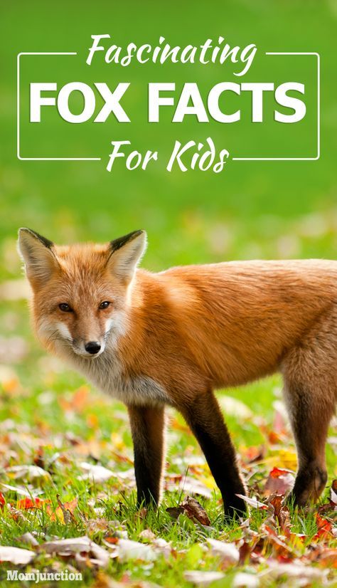 Fox Facts For Kids, Facts About Foxes, Fox For Kids, Fox Habitat, Fox Facts, Habitat Activities, Outside Activities For Kids, Nature Lessons, Habitats Projects