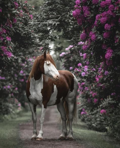 Photoshoot With Horses, Horse Flower, Farm Dream, Friesian Stallion, Horse Markings, Horse Flowers, American Paint Horse, Horse Riding Equestrian, Horse Pics