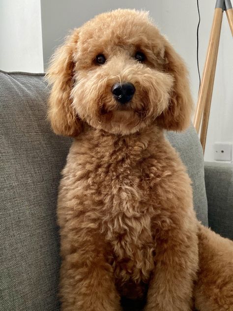 Golden Doodle Haircuts Teddy Bears, Mini Goldendoodle Haircut Teddy Bears, Mini Golden Doodle Haircut Teddy Bears, Cockerpoo Haircut, Golden Doodle Teddy Bear Cut, Golden Doodle Teddy Bear Haircut, Goldendoodle Teddy Bear Haircut, Mini Golden Doodle Haircut, Mini Goldendoodle Haircut