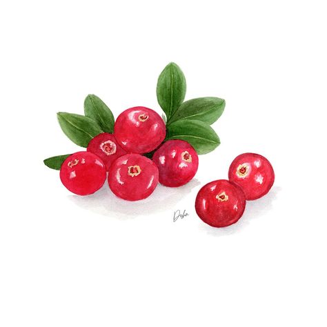 cranberries illustration Cranberry Drawing, Cranberry Watercolor, Cranberry Illustration, Granola Branding, Muffin Illustration, Raspberry Illustration Design, Raspberries Illustration, Berries Botanical Illustration, Spa Retail