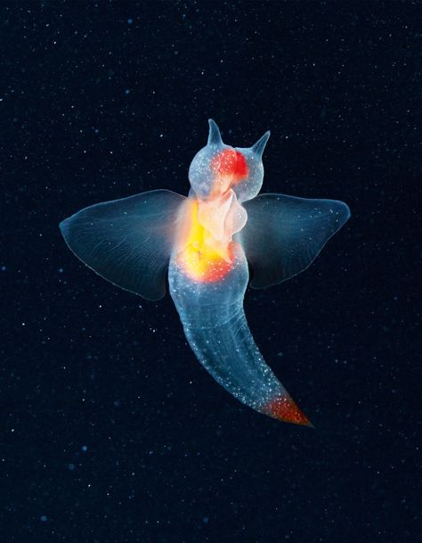 Sea Angel -- Tim Flach Sea Angel, Creature Marine, Sea Creatures Art, Endangered Wildlife, Deep Sea Creatures, Beautiful Sea Creatures, Underwater Creatures, Aquatic Animals, Wildlife Photos