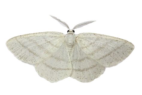 transparent-flowers: Transparent Common White Wave Moth. White Moth, Moth Wings, Inspiration Tattoo, Tattoos Geometric, Transparent Flowers, Png Icons, Moth, Background Images, Bugs