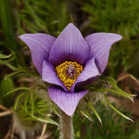 European Pasque Flower | Not my favourite kind of photo, as … | Flickr Pasque Flower, Flowers Feed, Photography Plants, Temple Bell, Stem Flowers, Temple Bells, Flower Board, Plant Names, Gorgeous Flowers