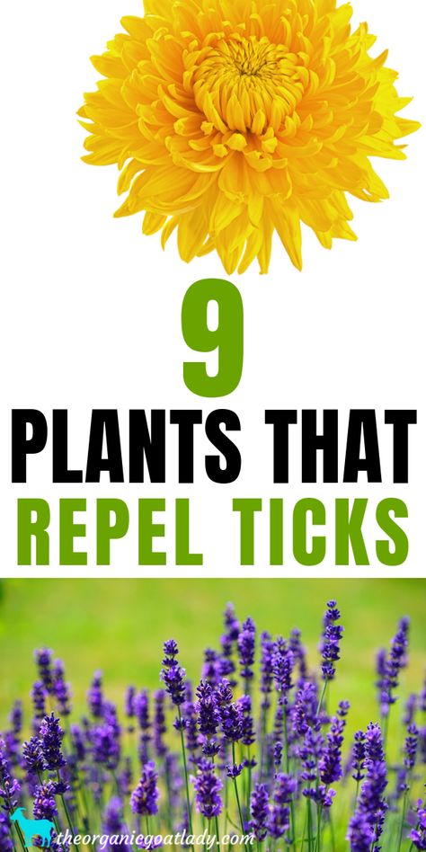 9 Plants That Repel Ticks - The Organic Goat Lady Tick Tubes, Planting Lavender, Plants That Repel Bugs, Planting Marigolds, Gardening Tricks, Lavender Plants, Repellent Plants, Natural Bug Repellent, Wal Art