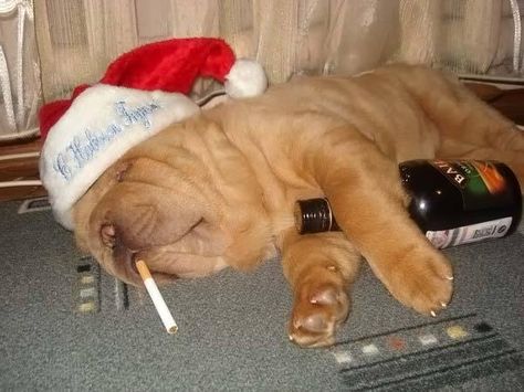 Christmas Profile, Drunk Memes, Jimmy Buffett, Silly Animals, Black Dog, Cute Little Animals, Dog Pictures, Christmas Humor, Funny Dogs