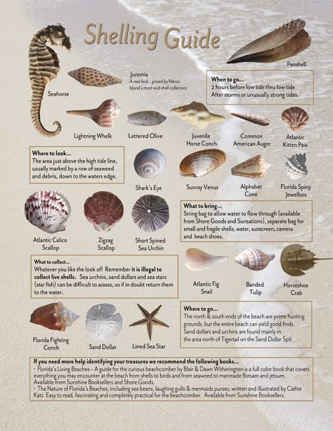 Shelling Chart Sea Shell Meaning, Seashell Meaning, Seashells Witchcraft, Sea Witchcraft, Shell Types, Seashell Identification, Florida Shells, Types Of Witchcraft, Types Of Shells