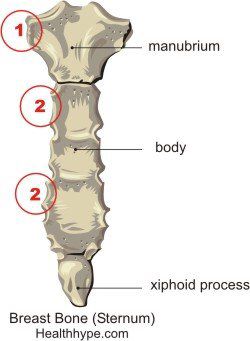 Sternum Xiphoid Process, Anatomy Education, Fat Burning Yoga, Body Bones, Anatomy Bones, Nerve Health, Basic Anatomy And Physiology, Human Anatomy And Physiology, Medical Anatomy