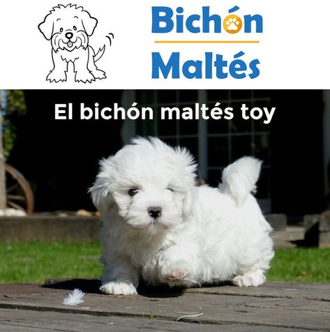 Conoce todos los secretos y características de esta adorable raza de perro; el bichón maltés toy, más pequeño que el bichón maltés estándar, es una de las razas de perro más demandadas actualmente. Dogs, Animals