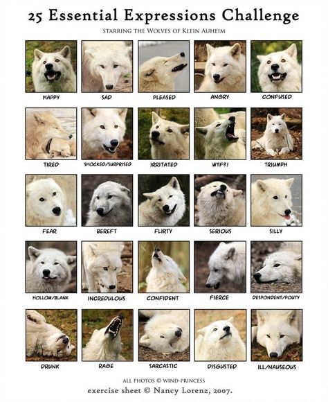 Wolf Expressions, Wolf Poses, Wolf Eyes, Dog Anatomy, Wolf Ears, Animal Study, Canine Art, Wolf Drawing, Beautiful Wolves