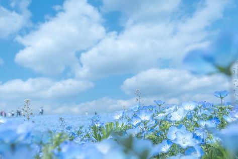 Clouds Pc Wallpaper, Blue Nature Aesthetic, Bandori Morfonica, Blurred Flowers, Cloud Pc, Wallpaper Tablet, Gamer Pics, Ibaraki, Blue Nature