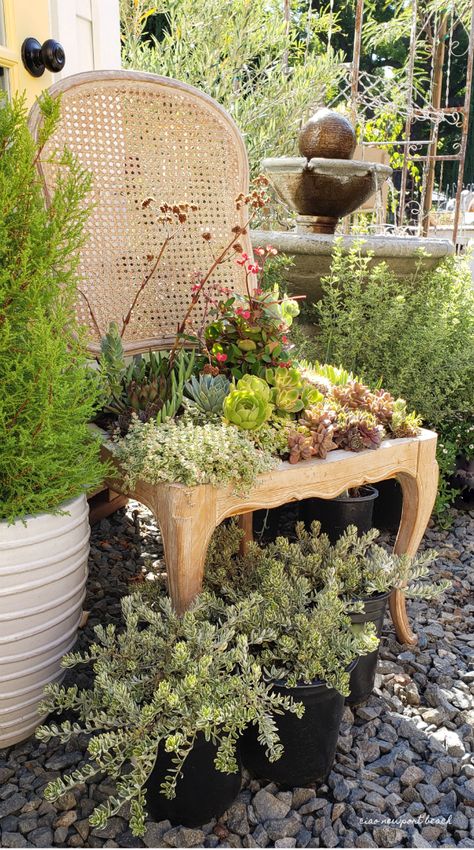 This chair planted with succulents  makes such a statement here in the garden. Chair In Garden Ideas, Planted Succulents, Wrought Iron Garden Furniture, Wine Boxes, Brunch Places, Orange City, Cool Restaurant, Vintage Garden Decor, Old Chair