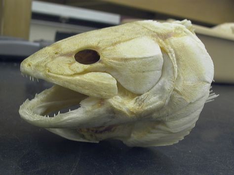 Bowfin Fish, Fish Skull, Profile View, Missing Link, Drawing Reference, Smiley, Anatomy, Fish, Drawings