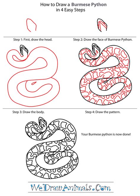 Burmese Python Drawing, Burmese Python Tattoo, Python Drawing, Snake Doodle, Burmese Python, Snake Drawing, Draw Animals, Ball Python, Science Fair