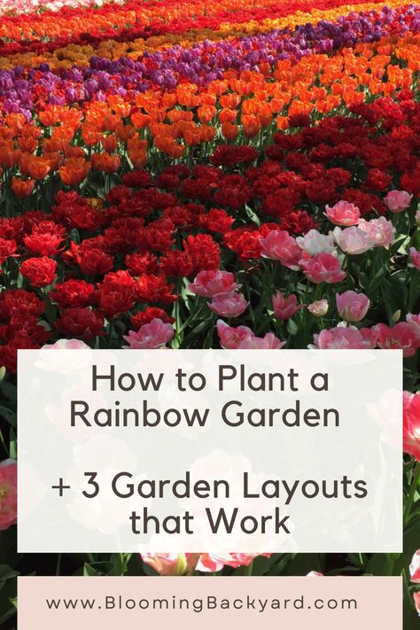 Rainbow Perennial Garden, Flower Garden Color Schemes, Rainbow Garden Ideas, Bulb Garden Design Layout, Rainbow Flower Garden, Bulbs Garden Design, Spring Bulbs Garden, Planting A Rainbow, Flower Garden Layouts