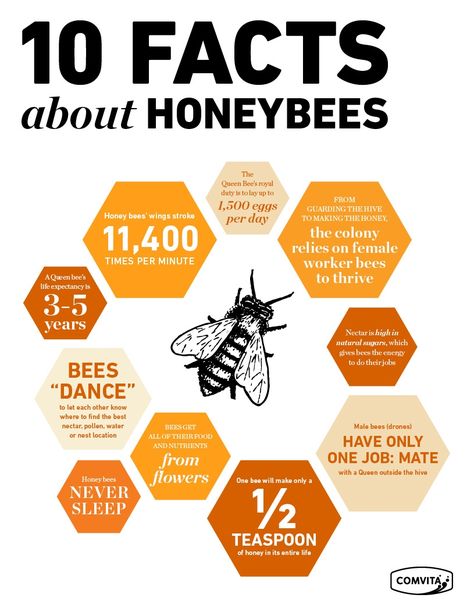 10 astounding facts about honeybees Honey Bee Apiary, Types Of Honey Bees, Facts About Honey, Honey Bee Facts, Bee Project, Honey Bees Keeping, Male Bee, Backyard Bee, Bee Friendly Garden