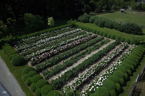 Garden Rows, Peony Farm, Cut Flower Farm, Planting Peonies, Peony Garden, Gardens Of The World, Dahlias Garden, Garden Solutions, Peonies Garden