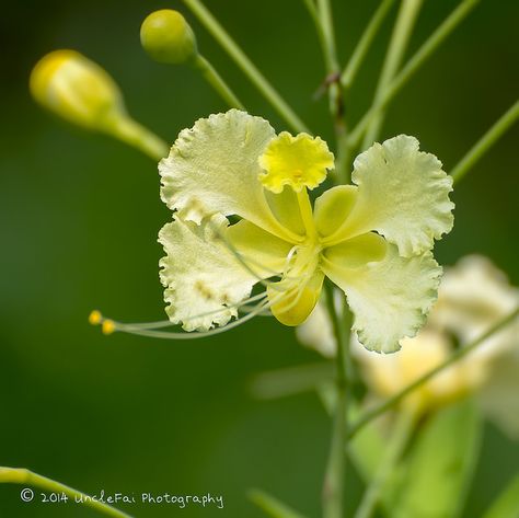 Yellow Peacock Flower (Caesalpinia pulcherrima var. flava)… | Flickr - Photo Sharing! Caesalpinia Pulcherrima, Yellow Peacock, Root Plants, Peacock Flower, Flower Green, Flower Power, Dandelion, Beautiful Flowers, Photo Sharing