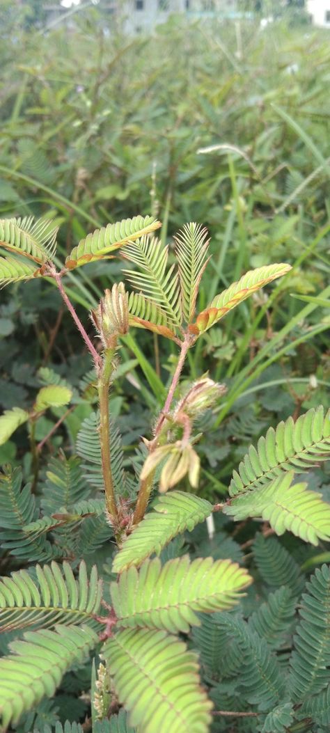 A Pinoy makahiya grass or sensitive plant since the leaves closes when you touches them Makahiya Plant, Sensitive Plant, Man Photography, Nature Lovers, Nature Lover, Plant Leaves, Stamp, Plants, Photography