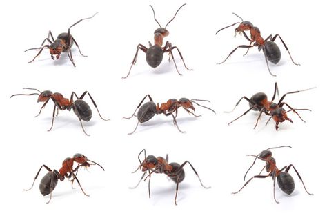 Types Of Ants, Ant Tattoo, Ant Species, Ants In House, Black Ants, Get Rid Of Ants, Ant Farms, Insect Art, Arthropods