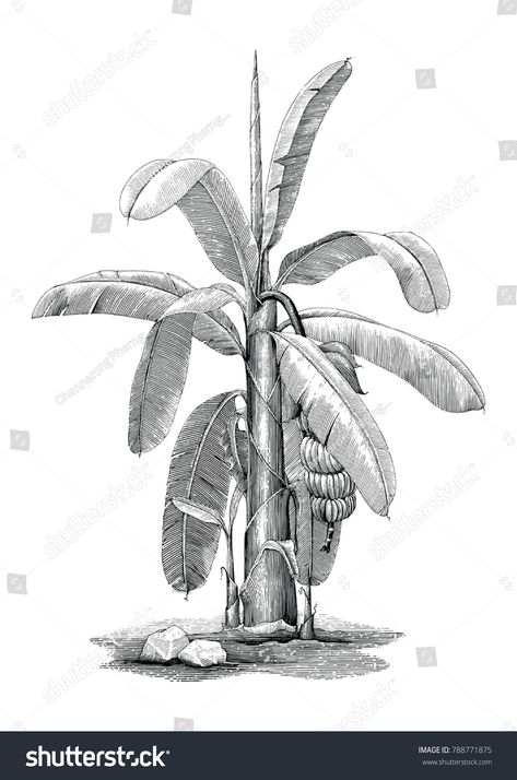 Banana Trees Drawing, Banana Tree Sketch, Banana Plant Drawing, Banana Tree Tattoo, Banana Tree Drawing, Banana Tree Illustration, Tree Pencil Sketch, Tree Render, Banana Illustration