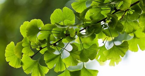 Ginkgo Biloba Benefits, Ginkgo Biloba Tree, Ginko Biloba, Living Fossil, Ginkgo Tree, Tree Species, Ginkgo Biloba, Ginkgo Leaf, Traditional Medicine