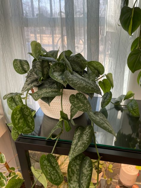 found this beautiful scindapsus silver splash for only $40 at plants & planters in richardson, texas. uncommon houseplant. #houseplants Richardson Texas, Plant Mama, Pretty Plants, Plant Mom, House Plants, Texas, Plants, Green, Silver