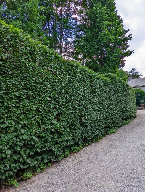 Planting a Hedge of European Hornbeams - The Martha Stewart Blog European Hornbeam Trees, Layered Hedge, Hornbeam Tree, Bedford New York, Hornbeam Hedge, Tropical Greenhouses, Garden Hedges, Contemporary Garden Design, Time Planning