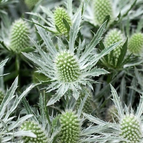 Pastel Bed, Green Thistle, White Thistle, Thistle Plant, Stem Flowers, White Winter Wedding, Green Hydrangea, Thistle Flower, Scottish Thistle