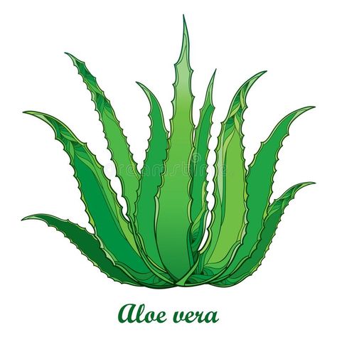 Vector drawing of outline Aloe vera or true Aloe plant with fleshy green leaf isolated on white background. Medicinal plant. Vector drawing of outline Aloe vera stock illustration Aloe Vera Plant, Aloe Plant, Leaf Drawing, Aloe Leaf, Plant Drawing, Botanical Watercolor, Vector Drawing, Medicinal Plants, Botanical Illustration