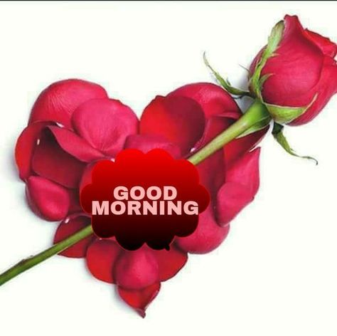 Dp Love, Love Dp, Good Morning Rose Images, Good Morning Romantic, Latest Good Morning Images, Good Morning Kisses, Latest Good Morning, Good Morning Tuesday, Morning Rose