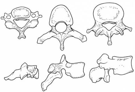 Wishbone Tattoo, Biology Diagrams, Anatomy Bones, Medicine Notes, Surgical Technologist, Basic Anatomy And Physiology, Nursing Books, Human Body Anatomy, Human Anatomy Drawing