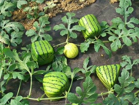 Square Watermelon, Vegetable Garden Tips, Organic Vegetable Garden, Watermelon Seeds, Home Garden Plants, Veg Garden, Fruit Seeds, Beautiful Fruits, Vegetable Garden Design