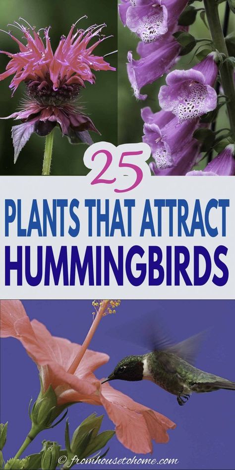 I love this list of plants that attract hummingbirds. Great ideas for flowers that can be added to your hummingbird garden design whether it is in shade or sun, or even in pots. #fromhousetohome #gardendesign #gardening #birds #shadeplants #sunperennials Missouri Gardening, Plants For Hummingbirds, Lobelia Cardinalis, Yard Plants, Hummingbird Plants, Attract Hummingbirds, Bees And Butterflies, Hummingbird Flowers, Hummingbird Garden