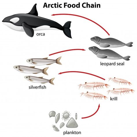 Diagram of arctic food chain from planto... | Free Vector #Freepik #freevector #food #nature #cartoon #sea Food Chain Diagram, Ocean Food Web, Preschool Photos, Ocean Food, Persuasive Essay, Restaurant Social Media, Primary Science, Aquatic Ecosystem, Instagram Banner